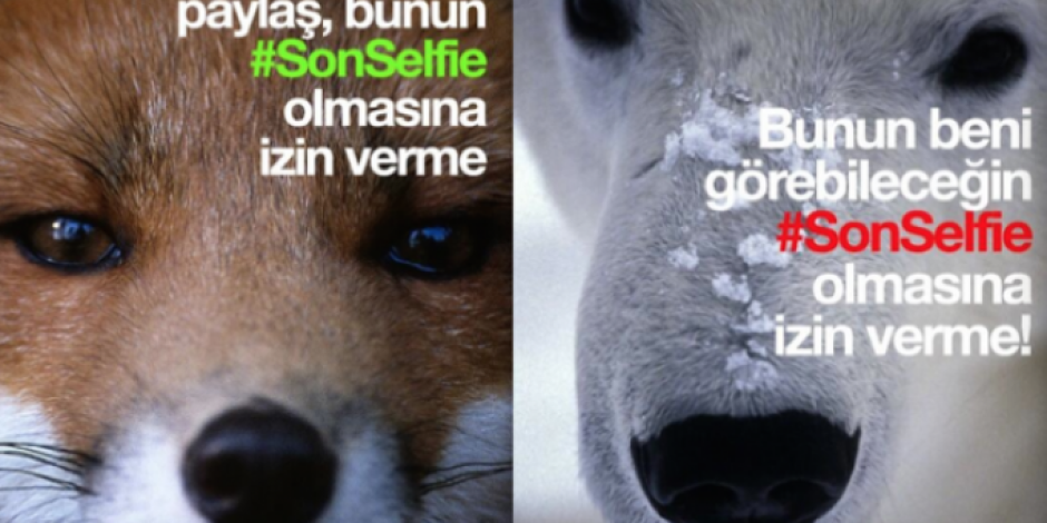 En Anlamlı Selfie Kampanyası WWF Türkiye’den: #SonSelfie