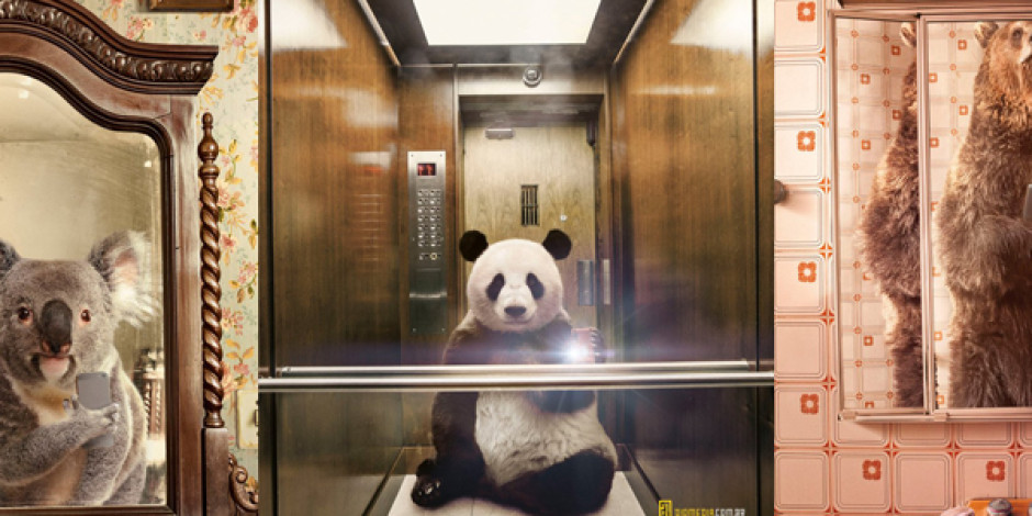 National Geographic Yeni Kampanyasında Hayvan Selfie’lerini Kullanıyor