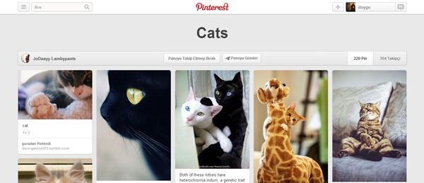 Cats-Pinterest-te