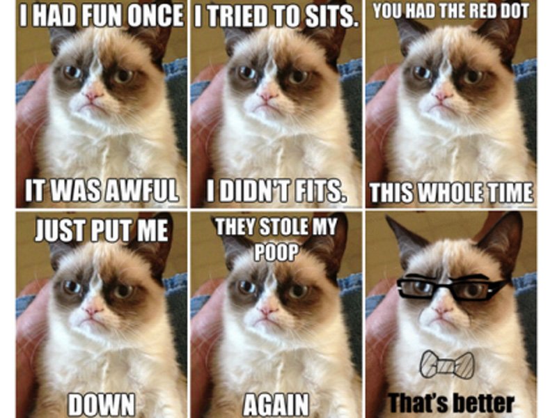 grumpy-cat-has-amassed-tons-of-twitter-followers-and-memes-have-circulated-across-the-web-the-cats-real-name-is-tard