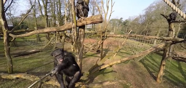 Drone’u merak eden şempanze [video]