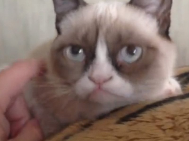 tards-first-photo-was-submitted-to-reddit-by-his-owners-brother-a-man-named-bryan-heres-a-screen-grab-from-the-initial-grumpy-cat-youtube-video