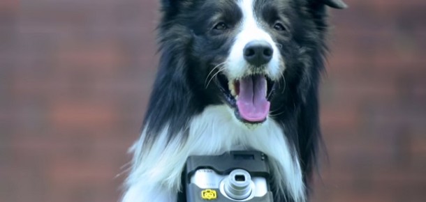 Kalp atışları hızlandığında fotoğraf çeken köpek: Phodographer