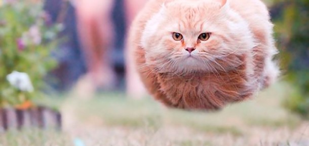 22 mükemmel zamanlanmış kedi fotoğrafı