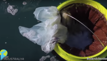 Denizde yüzerek temizlik yapan çöp kutusu ile sosyal medyada #olanbitenler