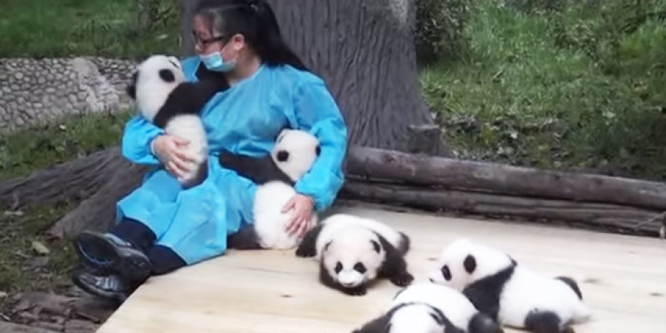 Dünyanın en iyi işi: 32 bin dolar karşılığında pandalara sarılın