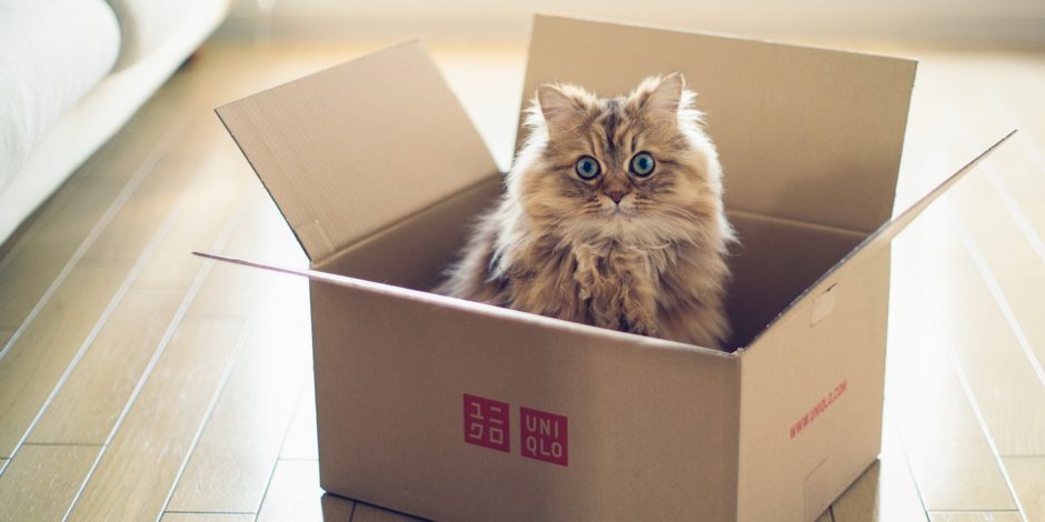 Kediler kutuları neden sever?
