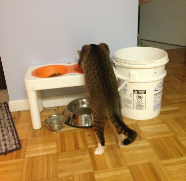 18 mükemmel örnekle "kedi kafası" Sosyal Medya