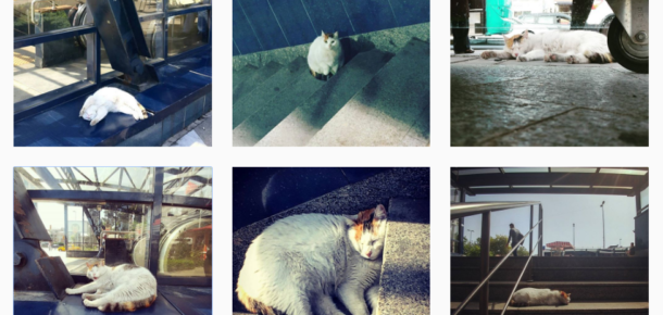 Metroda sevimli bir kedi: @leventmetrosununuyuyankedisi